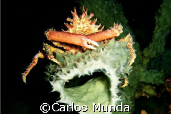 Mine! A spider crab stakes its claim on a sponge. Beng's ... by Carlos Munda 